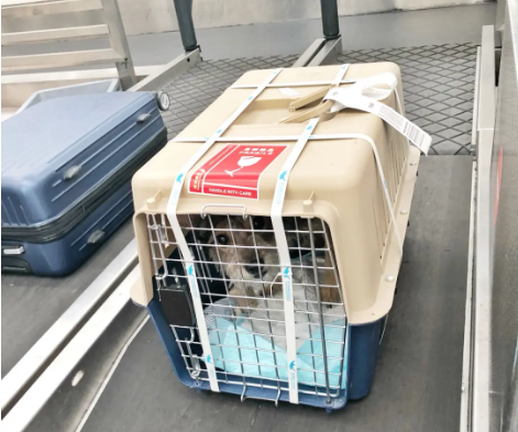 延安宠物托运 宠物托运公司 机场宠物托运 宠物空运